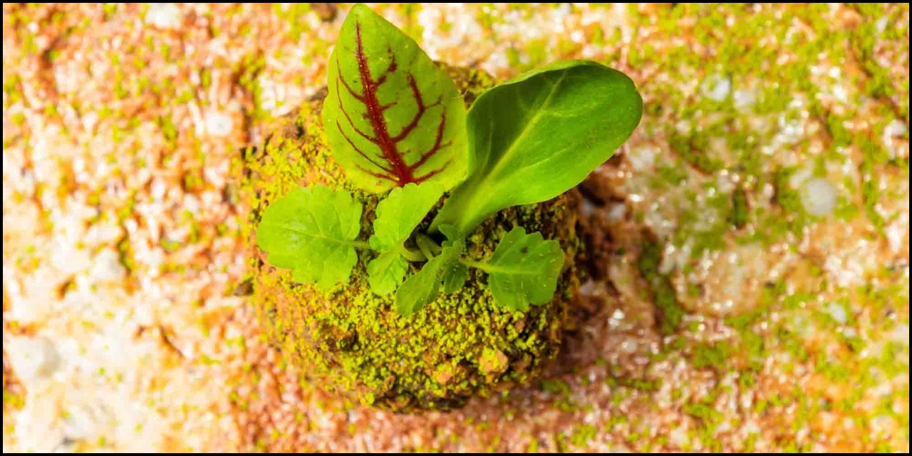 メニューイメージ